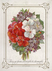 诗句的花朵 作者 英语学校