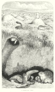 草原犬（雕刻） 作者 英语学校