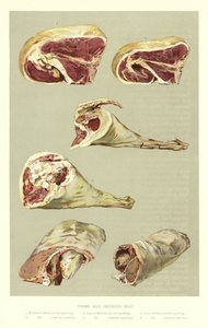 Prime和劣质肉 作者 英语学校