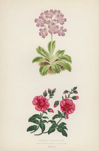 Primula Marginata; Helianthemum Roseum (color litho) 作者 英语学校