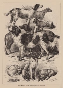最近犬业俱乐部犬展的获奖者（雕刻） 作者 英语学校