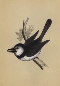Puff Bird (colour litho) 作者 英语学校