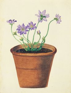 赤土陶器中的紫色花，c.1825（纸上的wc）