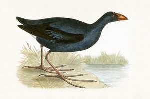 紫色Waterhen，插图来自&39;不列颠群岛未观察到的欧洲鸟类历史&39;，作者Charles Robert Bree（1811-86），1867年出版