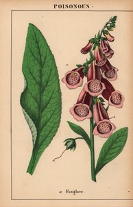 紫色凤仙花，选自《教学图画书，或蔬菜世界的课程》，[夏洛特-玛丽-永格]，爱丁堡 作者 英语学校