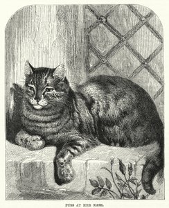 猫在她自在（雕刻） 作者 英语学校
