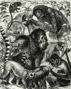 Quarumana：猴子部落（雕刻） 作者 英语学校