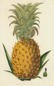 女王松 作者 英语学校
