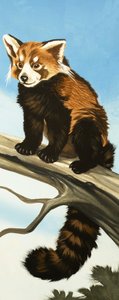 浣熊 作者 英语学校