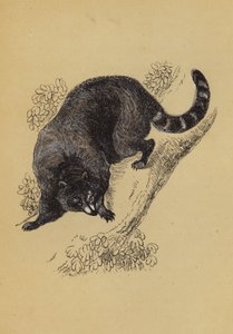 Racoon (colour litho) 作者 英语学校