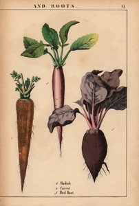 萝卜、胡萝卜和红甜菜，选自《教学图画书，或蔬菜世界的课程》，[夏洛特-玛丽-永格]，爱丁堡 作者 英语学校