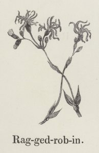 褴褛的知更鸟（雕版画 作者 英语学校