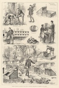 饲养野鸡，苏塞克斯安默灵公园诺福克公爵野鸡的草图（版画） 作者 英语学校