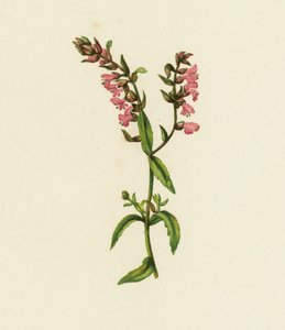 红色巴茨藻、巴茨藻尾藻（彩色石版画） 作者 英语学校