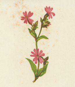 Red Campion, Lychnis Dioica（彩色石版画） 作者 英语学校