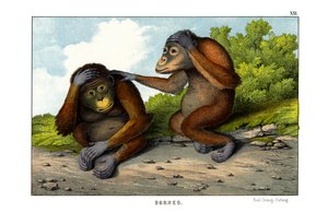 红色乌梁素海 作者 英语学校