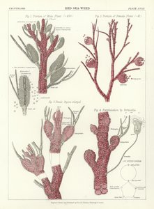 红海杂草 作者 英语学校