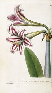 红色和白色条纹百合，1799-1810 作者 英语学校