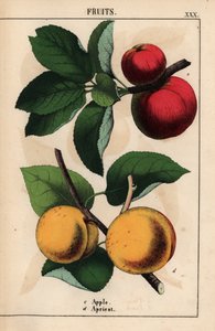 红苹果和杏，选自《教学图画书，或蔬菜世界的课程》，[夏洛特-玛丽-永格]，爱丁堡 作者 英语学校