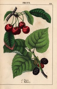 红樱桃和桑果，选自《教学图画书，或蔬菜世界的课程》，[夏洛特-玛丽-永格]，爱丁堡 作者 英语学校
