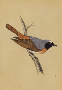 红椋鸟（彩色印刷版） 作者 英语学校