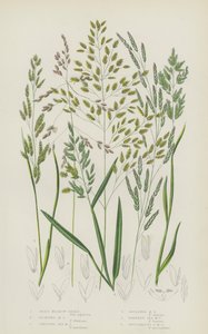 Russet Carex, पेल Carex, लामो Bracteated Carex, पहेंलो Carex, Tawny Carex, ढीला Carex ... (रंग litho) ठोड़ी 作者 英语学校