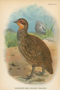 Reichenow的Bare-Throated Francolin 作者 英语学校