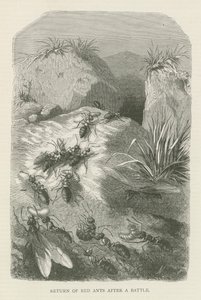 红蚁战后归来（版画） 作者 英语学校