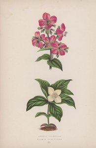 弗吉尼亚红叶石楠；加拿大山茱萸（彩色石版画） 作者 英语学校