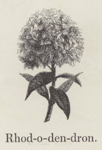 杜鹃花（雕版画 作者 英语学校