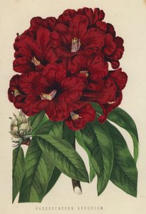 Rhododendron Arboreum 作者 英语学校