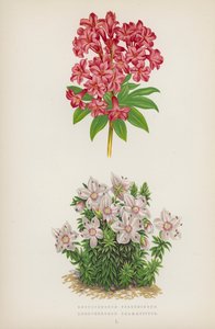 Ferrugineum 杜鹃花；Chamaecistus 杜鹃花（彩色石版画） 作者 英语学校