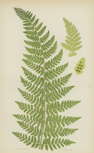 Rigid Lastrea (colour litho) 作者 英语学校