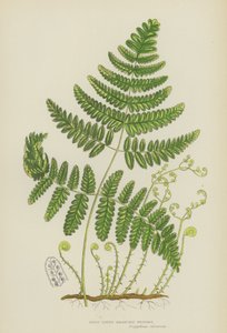 Rigid Three-Branched Polypody (colour litho) 作者 英语学校