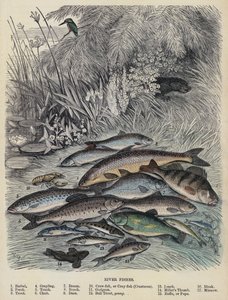 河鱼（彩色雕刻） 作者 英语学校