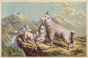 落基山山羊，Aplocerus Montanus（彩色石版画） 作者 英语学校