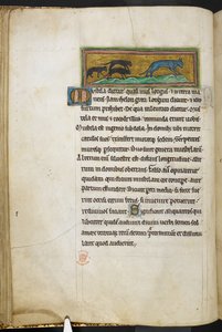 皇家 12 F.XIII，f.43v 小老鼠追逐一只猫，选自《兽类志》（页 3-141）、《鉴定术》（页 141v-149），13 世纪第二季度（牛皮纸） 作者 英语学校