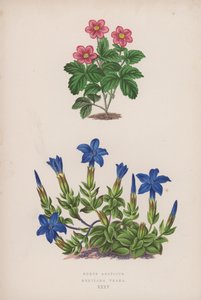 北极茜草；龙胆草（彩色石版画） 作者 英语学校