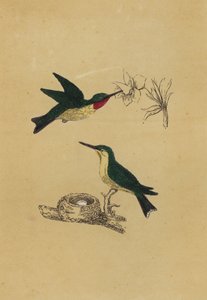 红宝石喉蜂鸟（彩色石版画） 作者 英语学校