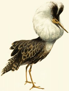 拉夫 作者 英语学校