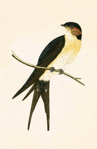 红褐色燕子，查尔斯·罗伯特·布里（1811-86）于1867年出版的“不列颠群岛未观察到的欧洲鸟类历史”中的插图