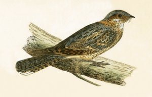 Russet Necked Nightjar，由查尔斯·罗伯特·布里（1811-86）于1867年出版的“不列颠群岛未观察到的欧洲鸟类历史”中的插图 作者 英语学校