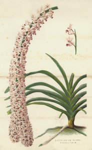 Saccolabium Blumei Russelianum (chromolitho) 作者 英语学校