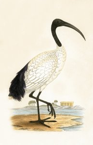 神圣的宜必思，查尔斯·罗伯特·布里（1811-86）于1867年出版的“不列颠群岛未观察到的欧洲鸟类历史”中的插图 作者 英语学校