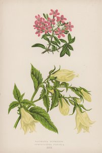 Saponaria Ocymoides; Symphyandra Pendula (color litho) 作者 英语学校