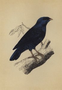 缎面鸟（彩色印刷） 作者 英语学校