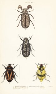 疤痕甲虫。Pelidnota pulchella subsp 作者 英语学校