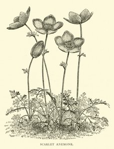 猩红色的银莲花 作者 英语学校