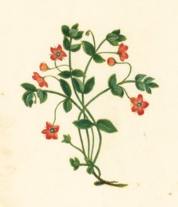 猩红萍蓬，Anagallis Arvensis（彩色石版画） 作者 英语学校