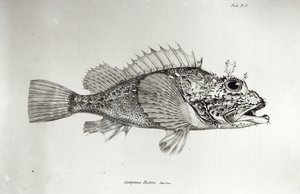 Scorpion Fish，来自查尔斯达尔文的“HMS Beagle航行动物学”，1832-36页 作者 英语学校
